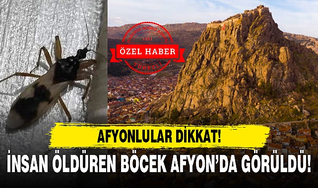 İNSAN ÖLDÜREN BÖCEK AFYON’DA GÖRÜLDÜ!