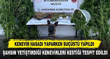 KENEVİR HASADI YAPARKEN SUÇÜSTÜ YAPILDI