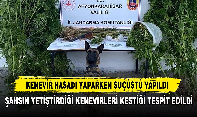 KENEVİR HASADI YAPARKEN SUÇÜSTÜ YAPILDI