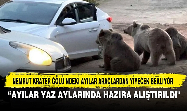 NEMRUT KRATER GÖLÜ’NDEKİ AYILAR ARAÇLARDAN YİYECEK BEKLİYOR