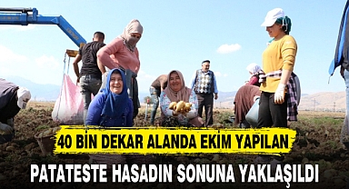 PATATESTE HASADIN SONUNA YAKLAŞILDI