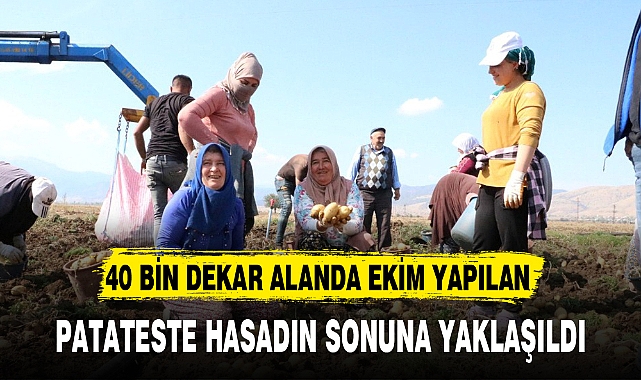 PATATESTE HASADIN SONUNA YAKLAŞILDI