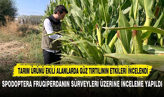TARIM ÜRÜNÜ EKİLİ ALANLARDA GÜZ TIRTILININ ETKİLERİ İNCELENDİ