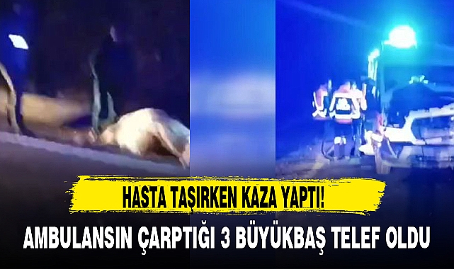 Ambulansın Çarptığı 3 Büyükbaş Telef Oldu