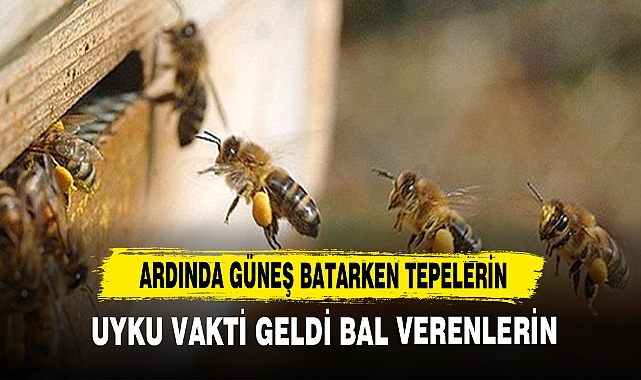 Ardında güneş batarken tepelerin uyku vakti geldi bal verenlerin