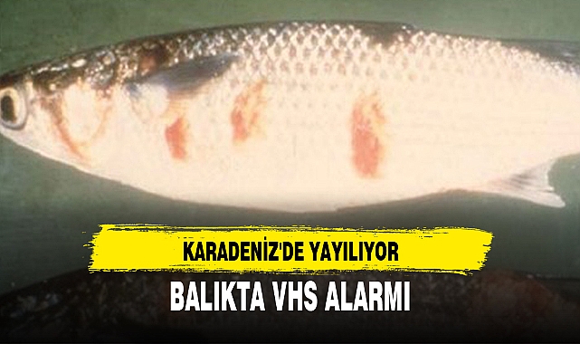 BALIKTA VHS ALARMI