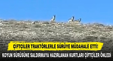 Çiftçiler Traktörlerle Sürüye Müdahale Etti!