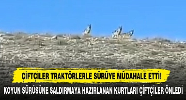 Çiftçiler Traktörlerle Sürüye Müdahale Etti!