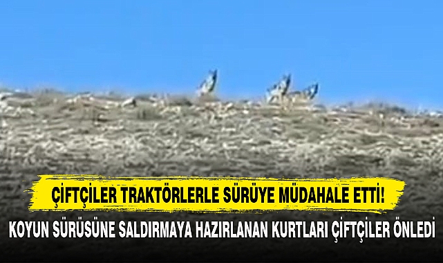 Çiftçiler Traktörlerle Sürüye Müdahale Etti!