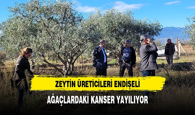 Dal kanseri artışı, zeytin üreticilerini endişelendirdi