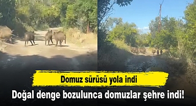 Doğal denge bozulunca domuzlar şehre indi!