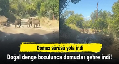 Doğal denge bozulunca domuzlar şehre indi!