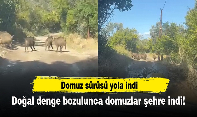 Doğal denge bozulunca domuzlar şehre indi!