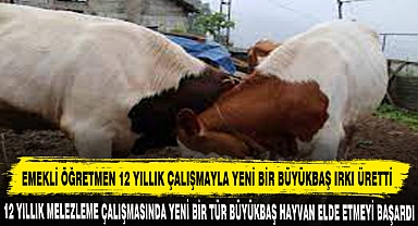 EMEKLİ ÖĞRETMEN 12 YILLIK ÇALIŞMAYLA YENİ BİR BÜYÜKBAŞ IRKI ÜRETTİ