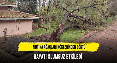 Fırtına Ağaçları Köklerinden Söktü