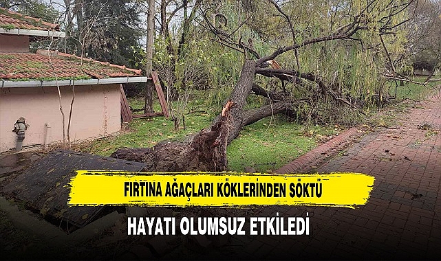 Fırtına Ağaçları Köklerinden Söktü