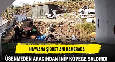 HAYVANA ŞİDDET ANI KAMERADA
