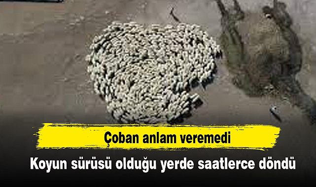 Koyun sürüsü saatlerce kendi etrafında döndü