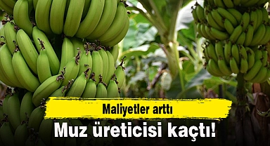 Maliyetler arttı, muz üreticisi kaçtı!