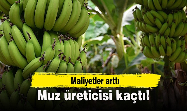 Maliyetler arttı, muz üreticisi kaçtı!