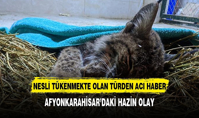 Nesli tükeniyordu Afyonkarahisar'da telef oldu