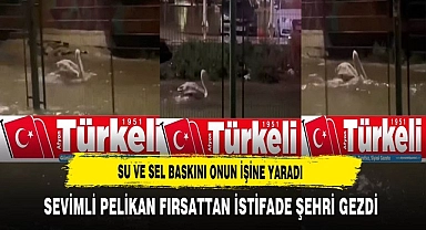 Sel ve Su Baskınları Sevimli Pelikanın İşine Yaradı