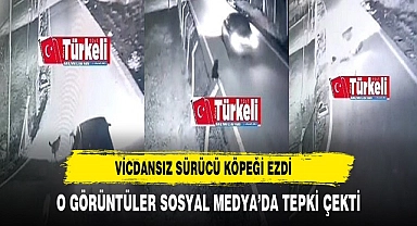 Vicdansız Sürücü Köpeği Ezdi