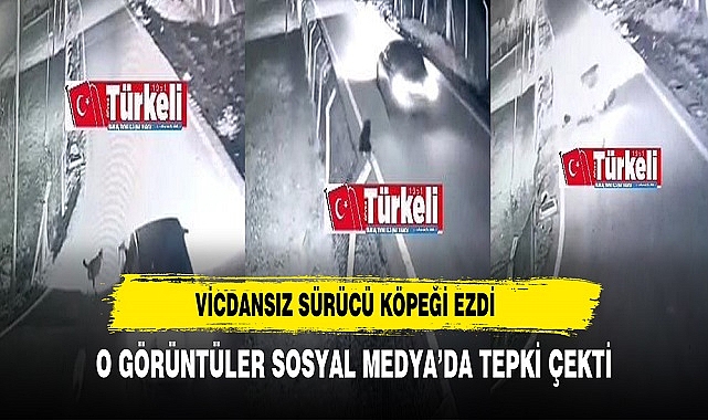 Vicdansız Sürücü Köpeği Ezdi