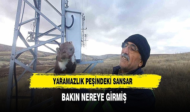 Yaramaz Sansar Bakın Nereye Girmiş