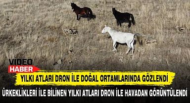 Yılkı Atları Dron İle Doğal Ortamlarında Gözlendi