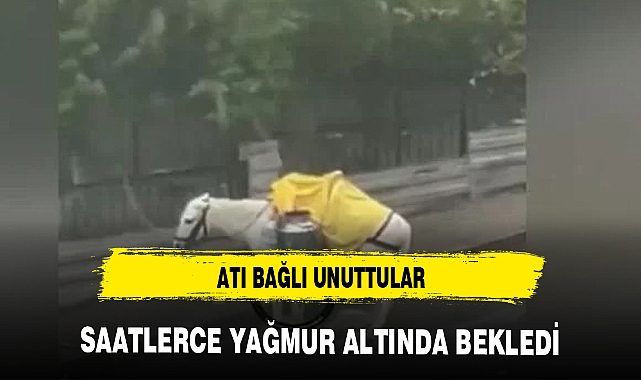 Yol kenarına bağlanarak terk edilen at sağanak yağış sonrası mahsur kaldı