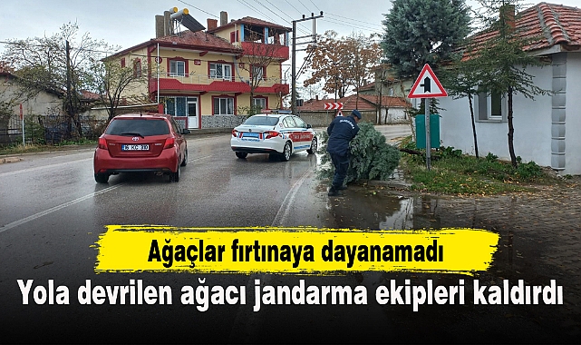 Yola devrilen ağacı jandarma ekipleri kaldırdı