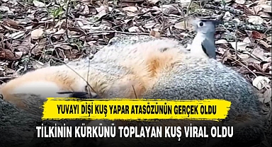 Yuvayı Dişi Kuş Yapar Atasözü Gerçek Oldu