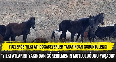 YÜZLERCE YILKI ATI DOĞASEVERLER TARAFINDAN GÖRÜNTÜLENDİ
