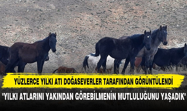 YÜZLERCE YILKI ATI DOĞASEVERLER TARAFINDAN GÖRÜNTÜLENDİ