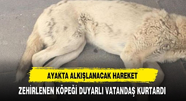 ZEHİRLENEN KÖPEĞİ DUYARLI VATANDAŞ KURTARDI