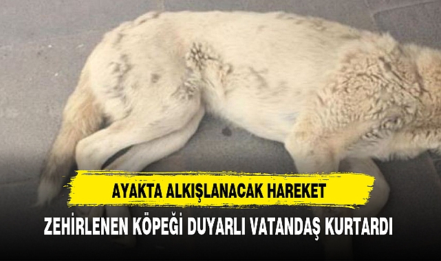 ZEHİRLENEN KÖPEĞİ DUYARLI VATANDAŞ KURTARDI