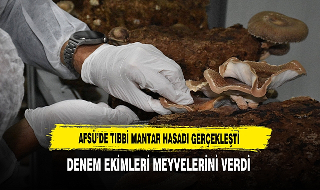 AFSÜ'de Tıbbi Mantar Hasadı  Gerçekleşti. Deneme Ekimi Meyvelerini Verdi