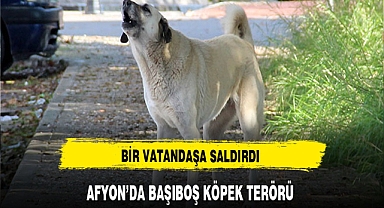 Afyon'da başıboş köpekler vatandaşa saldırdı