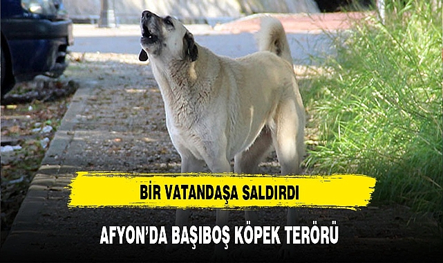 Afyon'da başıboş köpekler vatandaşa saldırdı