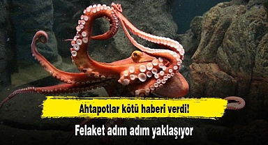 Ahtapotlar kötü haberi verdi! Felaket adım adım yaklaşıyor
