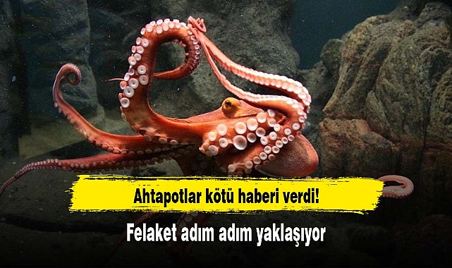 Ahtapotlar kötü haberi verdi! Felaket adım adım yaklaşıyor