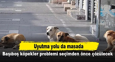Başıboş köpekler problemi seçimden önce çözülecek
