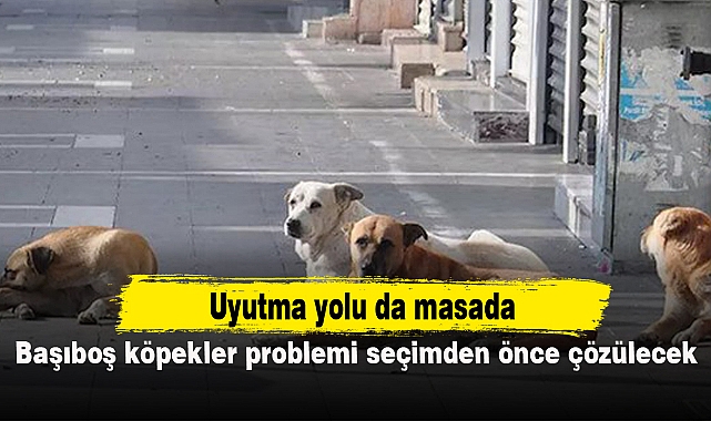 Başıboş köpekler problemi seçimden önce çözülecek