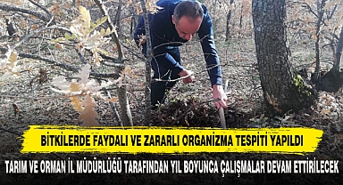 Bitkilerde Faydalı Ve Zararlı Organizma Tespiti Yapıldı