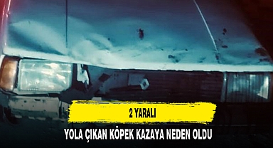 BOLVADİN'DE KÖPEK FACİASI 2 YARALI