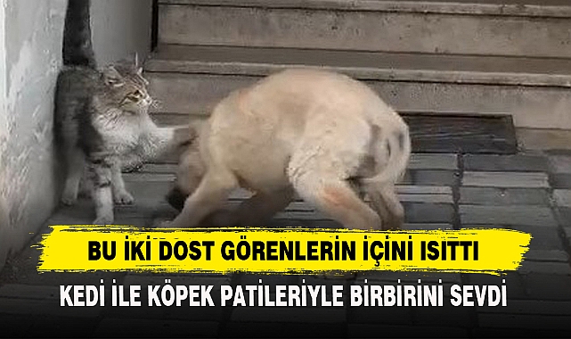 Bu İki Dost Görenlerin İçini Isıttı