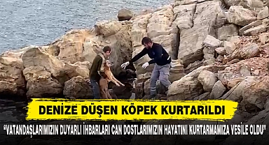 Denize Düşen Köpek Kurtarıldı