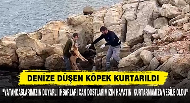 Denize Düşen Köpek Kurtarıldı