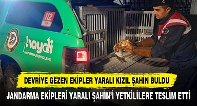 Devriye Gezen Ekipler Yaralı Kızıl Şahin Buldu